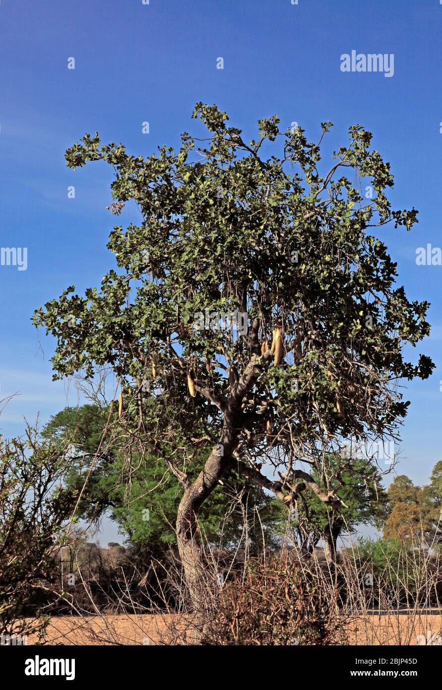 Sausage tree (Kigelia) with pods Stock Photo