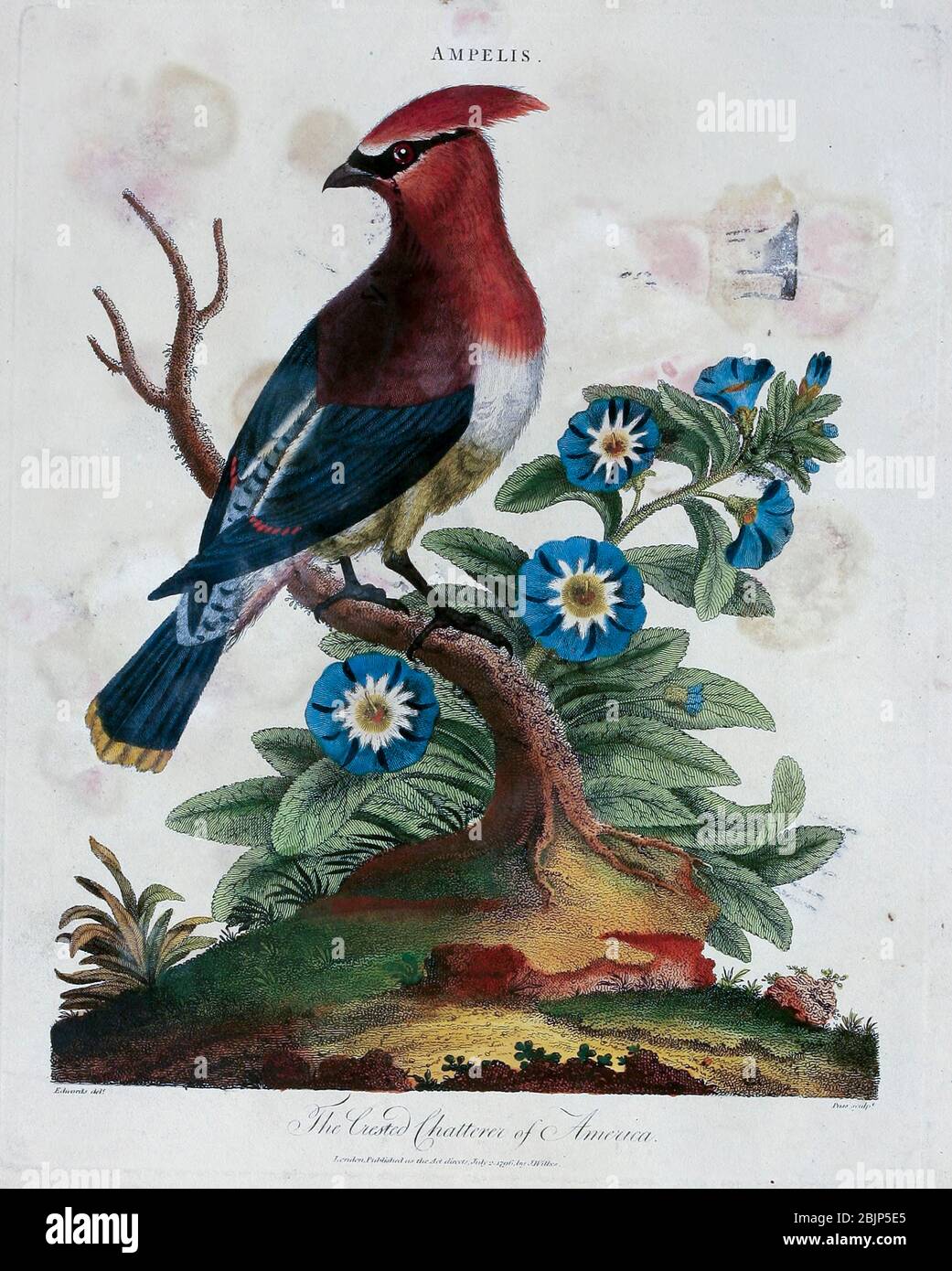 Ampelis The Crested Chatterer of America Copper engraving with hand colouring from Encyclopaedia Londinensis, or, Universal dictionary of arts, sciences, and literature [miscellaneous plates] by Wilkes, John Publication date 1796-1829 Stock Photo