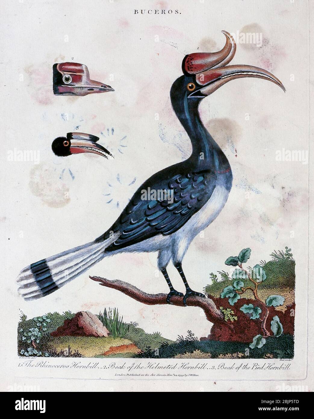 Buceros (Asian Hornbills) 1. The Rhinoceros Hornbill (Buceros rhinoceros) 2. beak of the Helmeted Hornbill (Rhinoplax vigil) 3. Beak of the pied Hornbill (Anthracoceros albirostris). Copper engraving with hand colouring from Encyclopaedia Londinensis, or, Universal dictionary of arts, sciences, and literature [miscellaneous plates] by Wilkes, John Publication date 1796-1829 Stock Photo