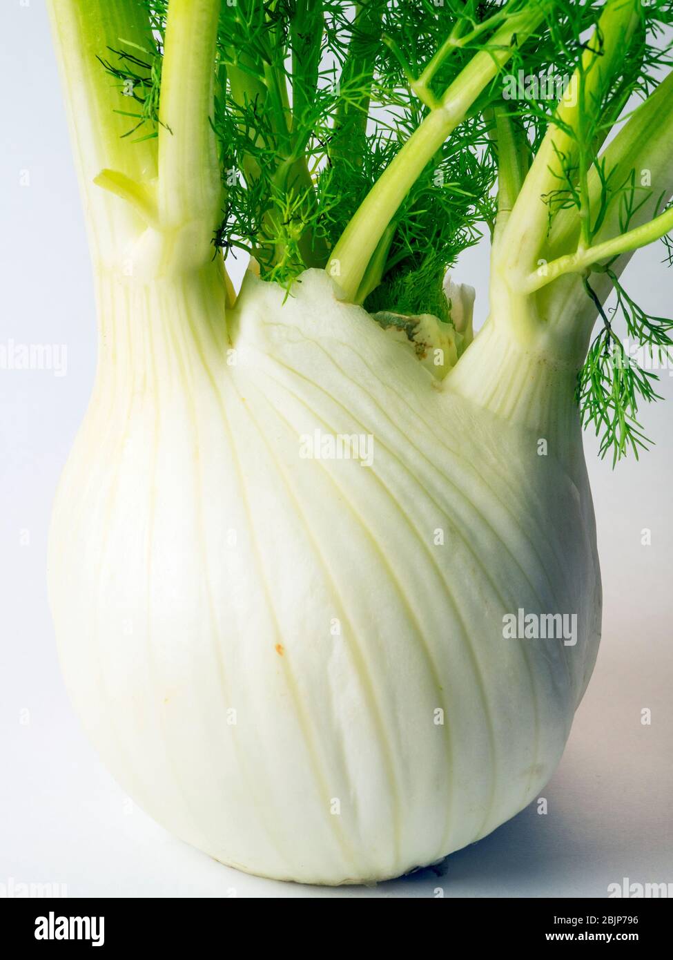 A bulb of Florence fennel on a white background Stock Photo Alamy