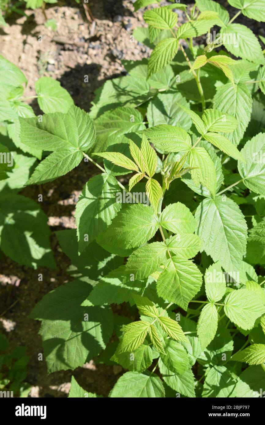 raspberry plant in spring, huge berry version Stock Photo Alamy