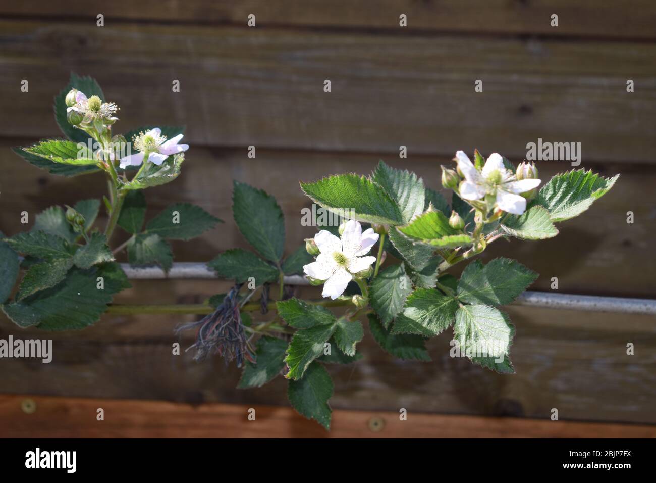 blackberry plant blooming in spring Stock Photo Alamy