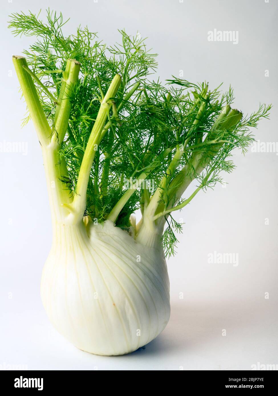 A bulb of Florence fennel on a white background Stock Photo Alamy