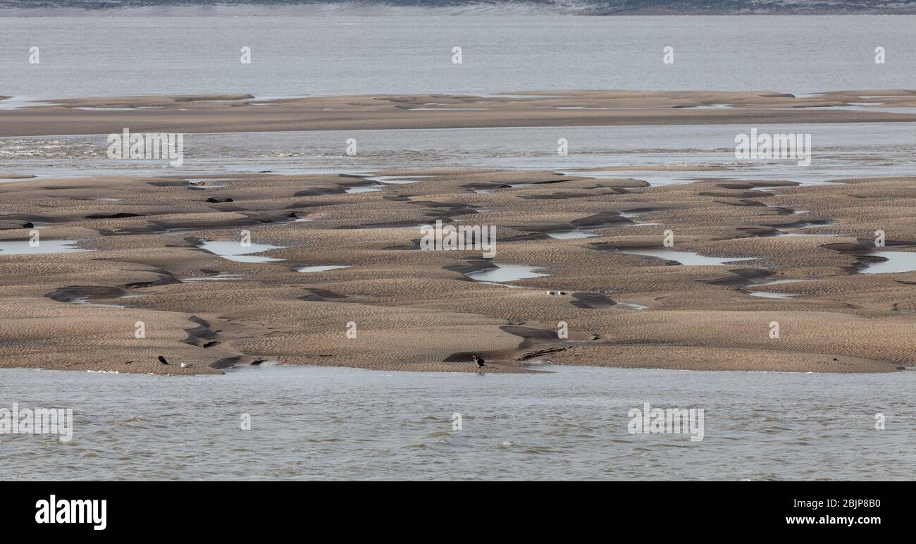 Sandbanks in Garston Channel in the Mersey Estuary at low tide, viewed from Otterspool Promenade in Liverpool; a cormorant in the foreground Stock Photo
