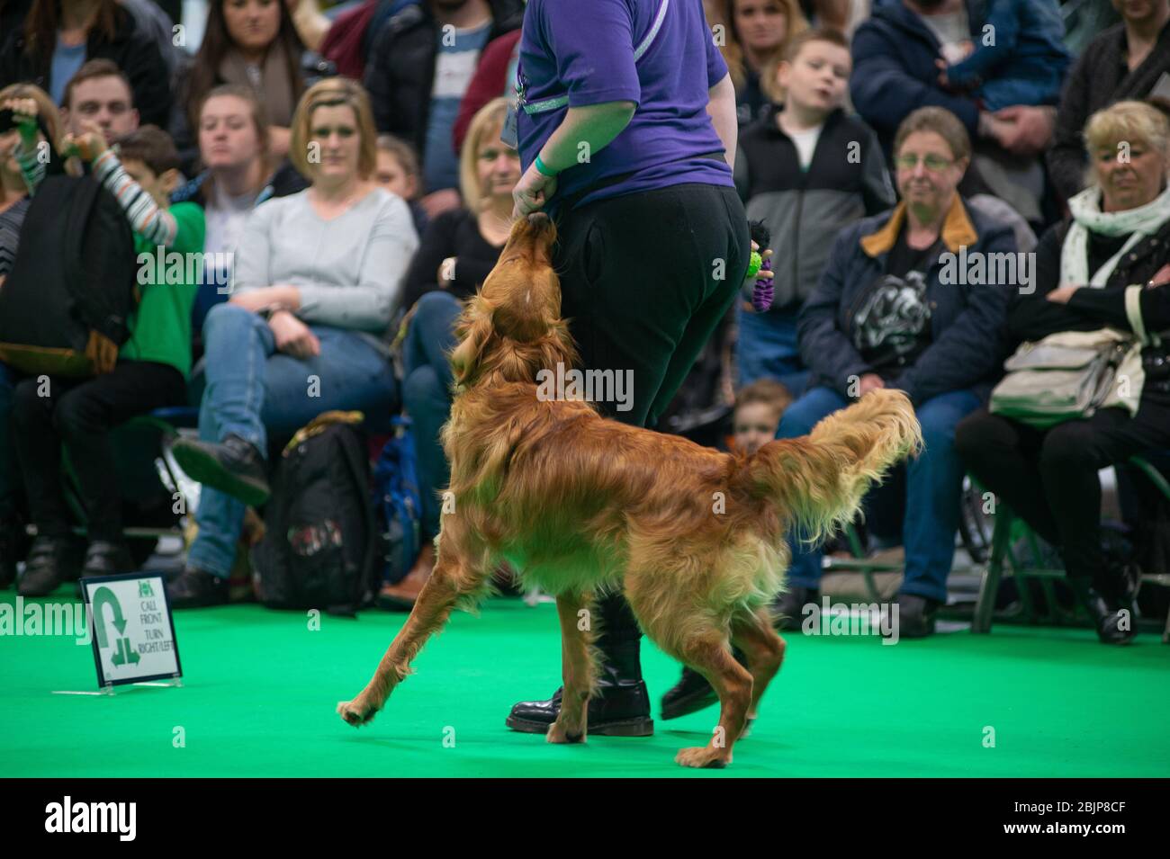 CRUFTS: Bramble the Golden Retriever and his handler demonstrating Rally with their team on the 7th March 2020 Stock Photo