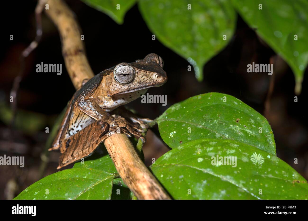 File-eared Tree Frog (Polypedates otilophus), Rhacophoridae family, endemic to Borneo, Kubah National Park, Kuching, Sarawak, Borneo, Malaysia Stock Photo