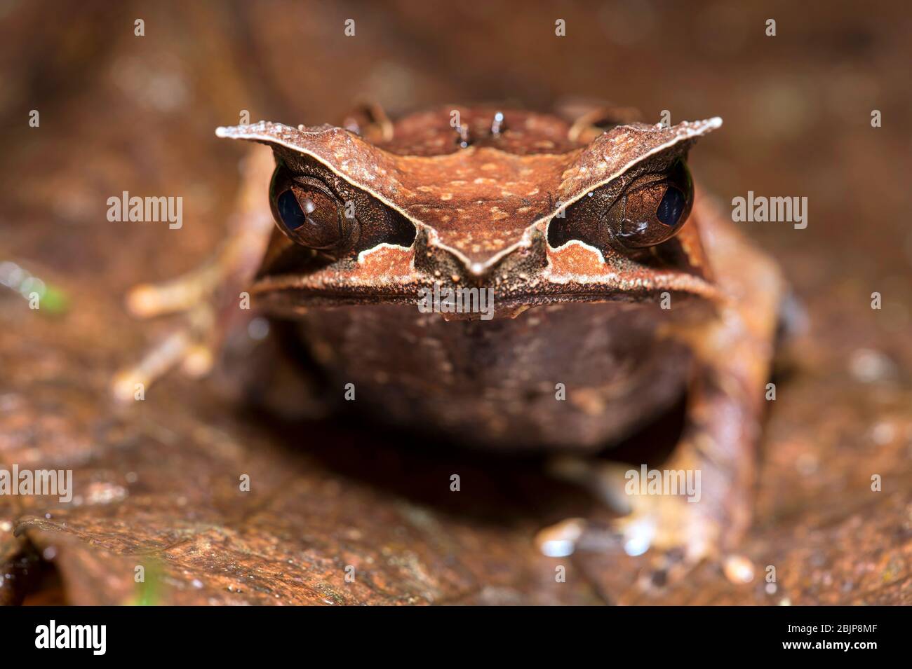 Long-nosed Horned Frog (Megophrys nasuta), Litter frogs family (Megophryidae), Kubah National Park, Kuching, Sarawak, Borneo, Malaysia Stock Photo