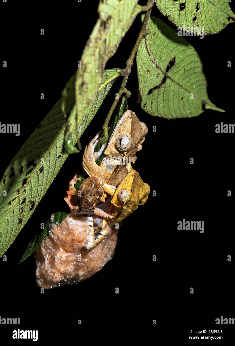 Foam nest being made by a pair of File-eared Tree Frog (Polypedates otilophus) in amplexus, Kubah National Park, Kuching, Sarawak, Borneo, Malaysia Stock Photo