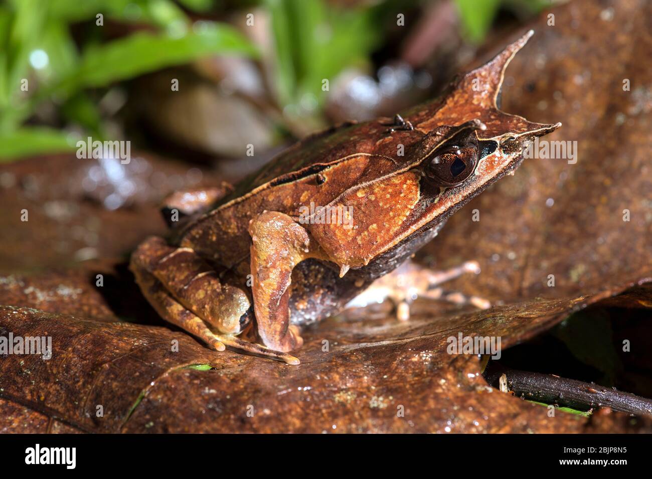 Long-nosed Horned Frog (Megophrys nasuta), Litter frogs family (Megophryidae), Kubah National Park, Kuching, Sarawak, Borneo, Malaysia Stock Photo