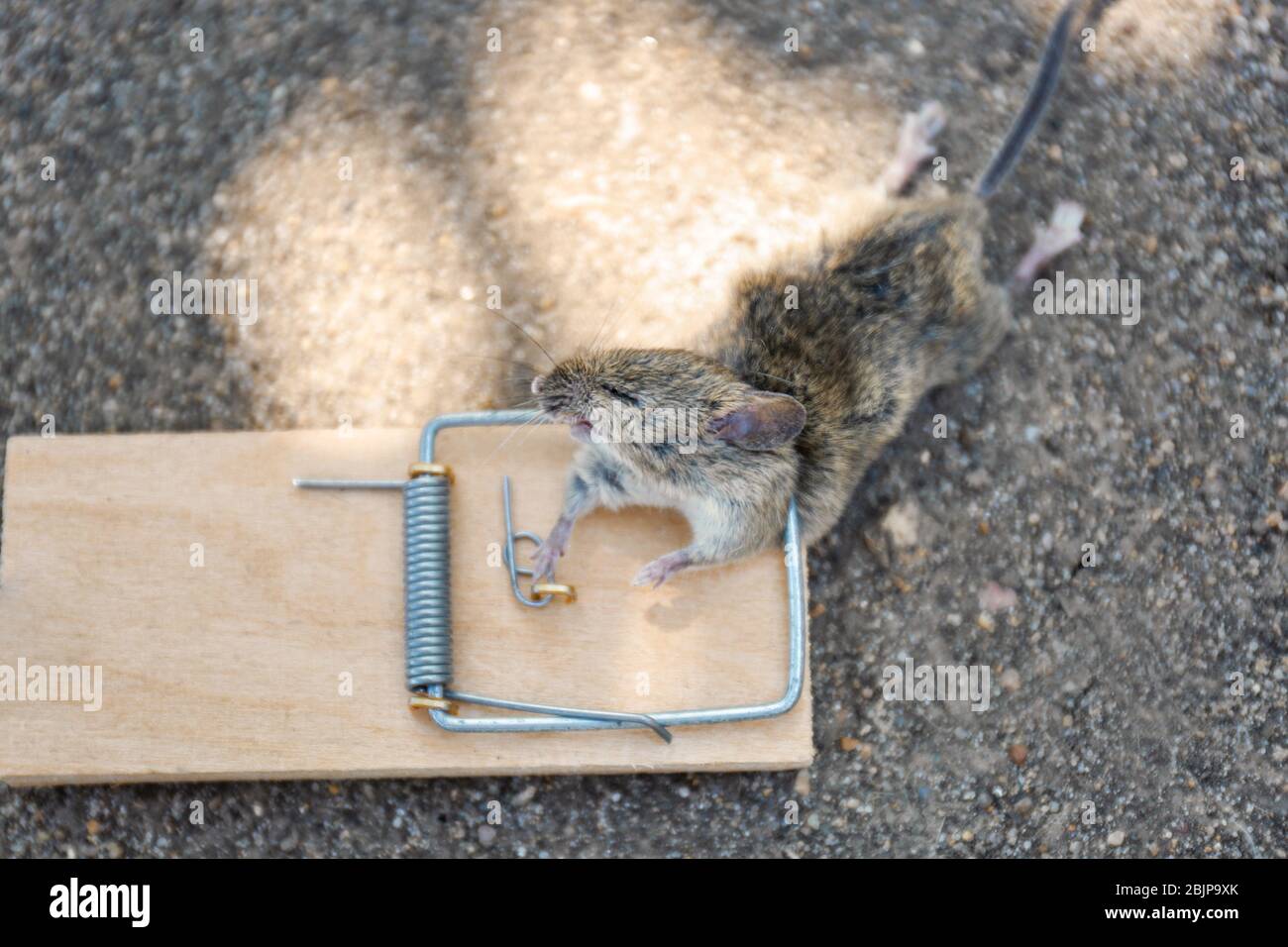 Dead mouse caught in snap trap outdoors Stock Photo - Alamy