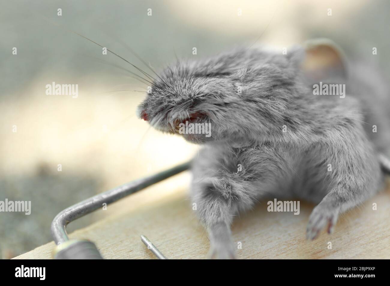 Dead mouse caught in snap trap outdoors, closeup Stock Photo - Alamy