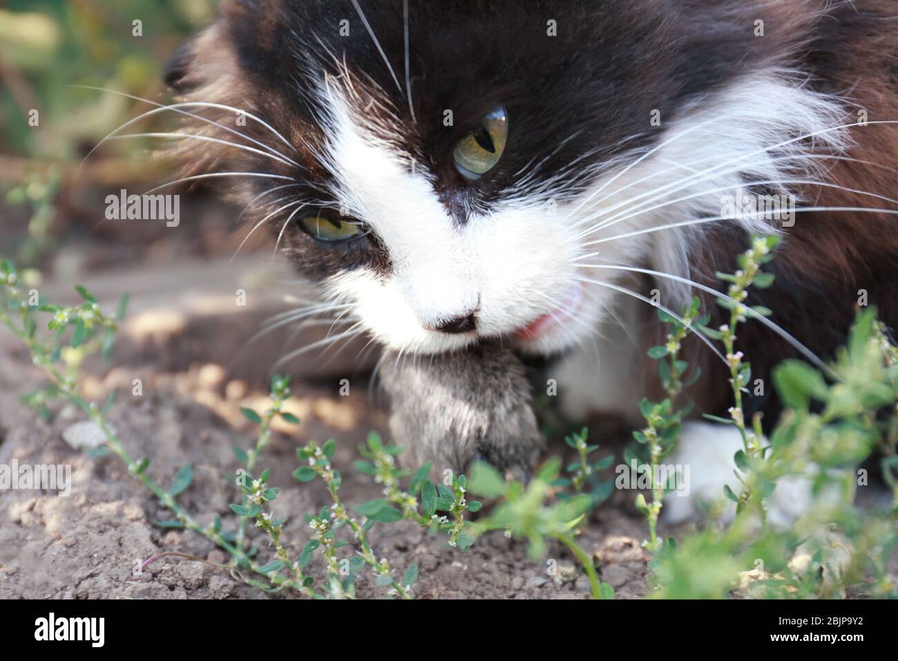 Mouse killed by cat hires stock photography and images Alamy