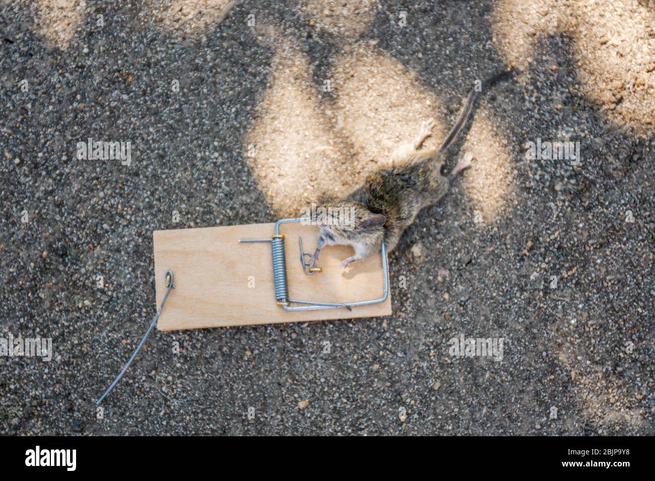 Dead mouse caught in snap trap outdoors Stock Photo - Alamy