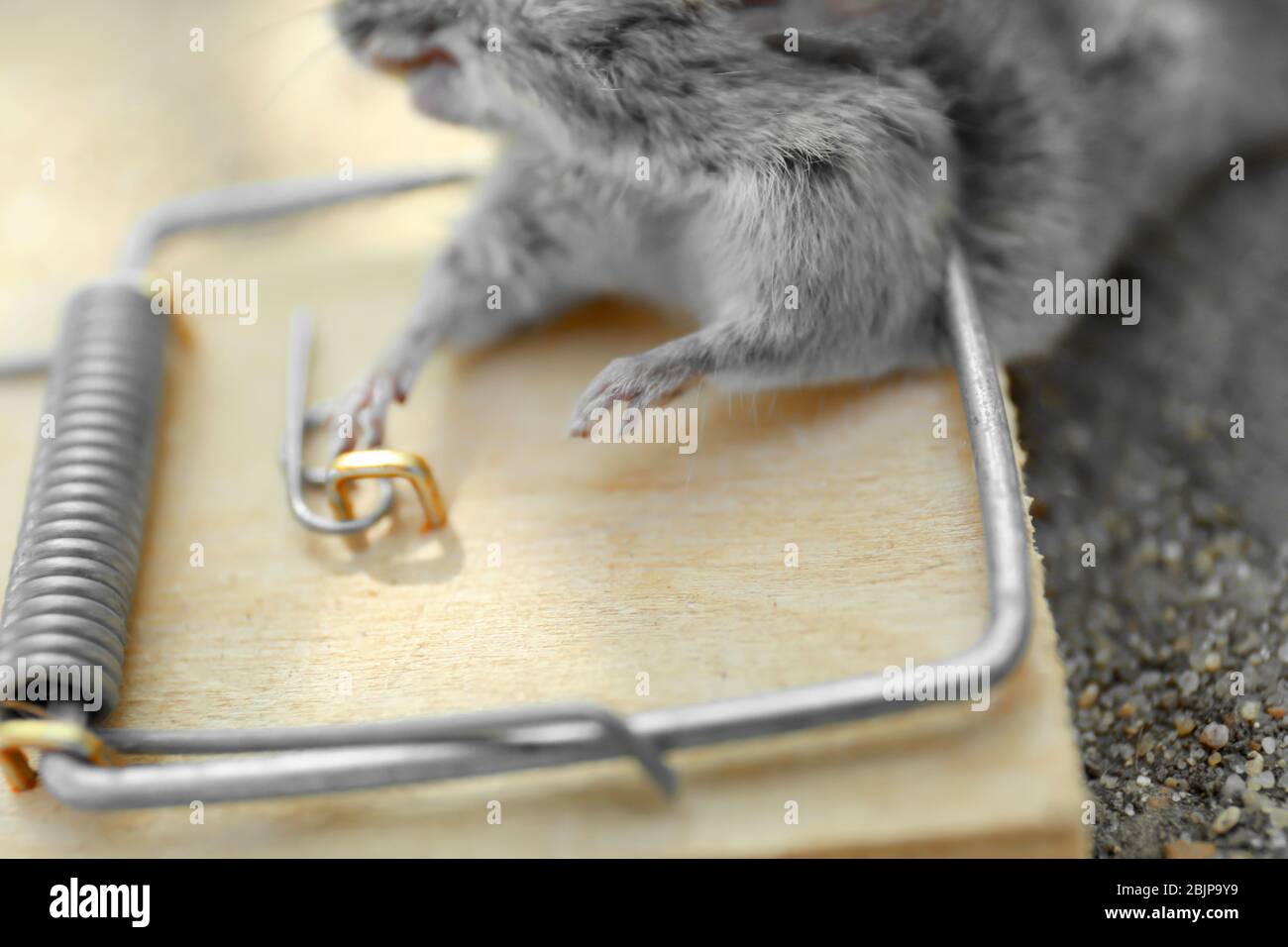 Dead mouse caught in snap trap outdoors, closeup Stock Photo - Alamy