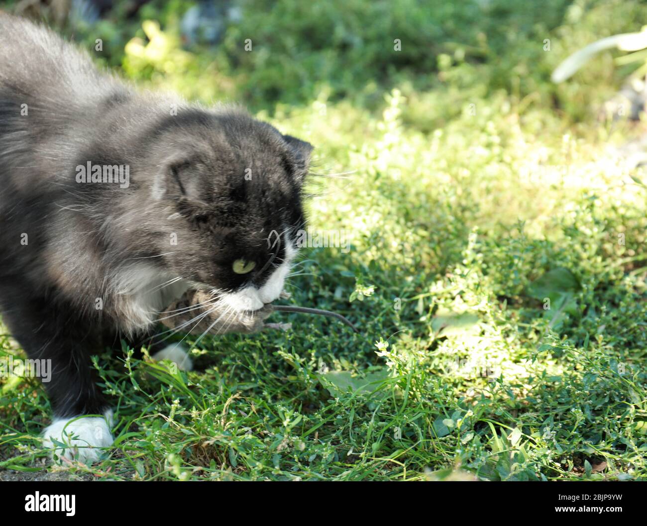 Cat eating mouse outdoors Stock Photo Alamy