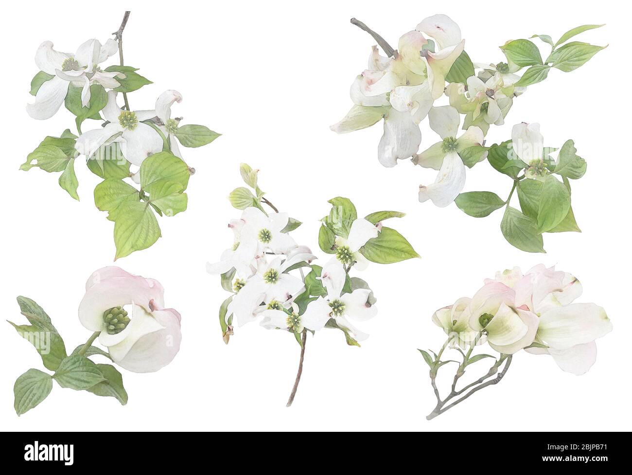 White flowering dogwood on branch watercolor illustration effect infrared set, photo manipulation, wedding invitation floral graphic design element on Stock Photo