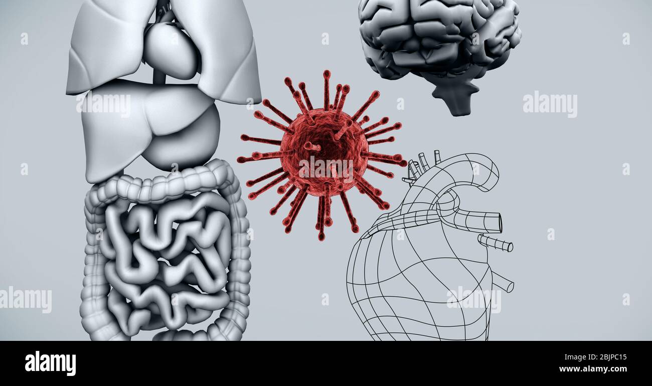 Digital illustration of a 3D model of human organs and human brain with macro Coronavirus Covid-19 c Stock Photo