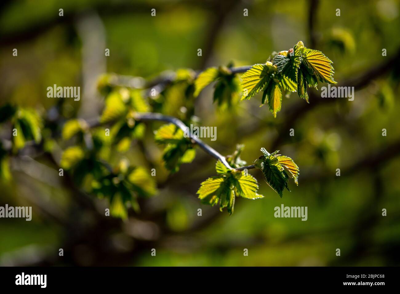 Bunch of young green branches of blackcurrant and fresh leaves at garden in springtime. Textured grape leaves close up on green background. Leaves of Stock Photo