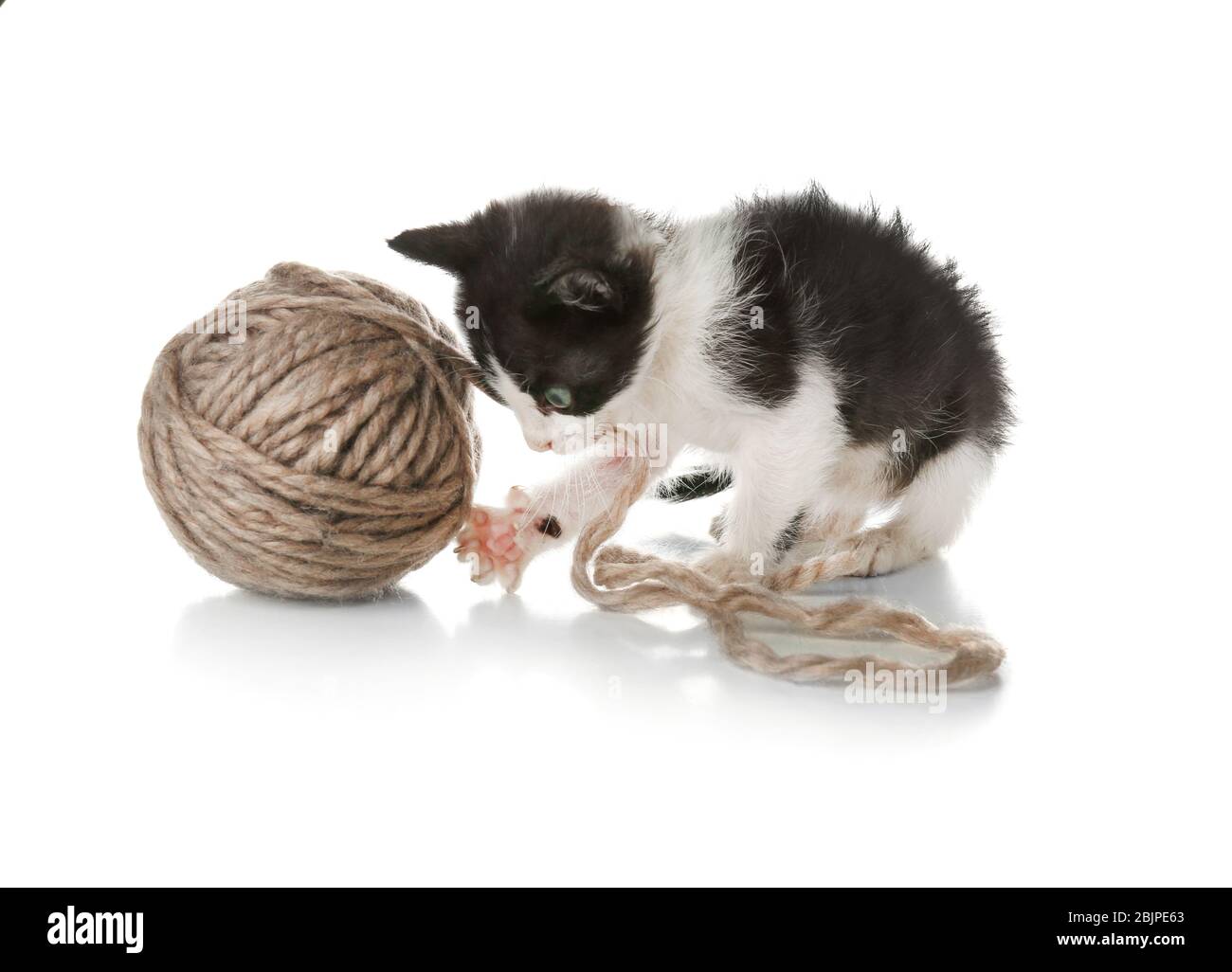 Cute funny baby kitten playing with ball of thread on white background ...