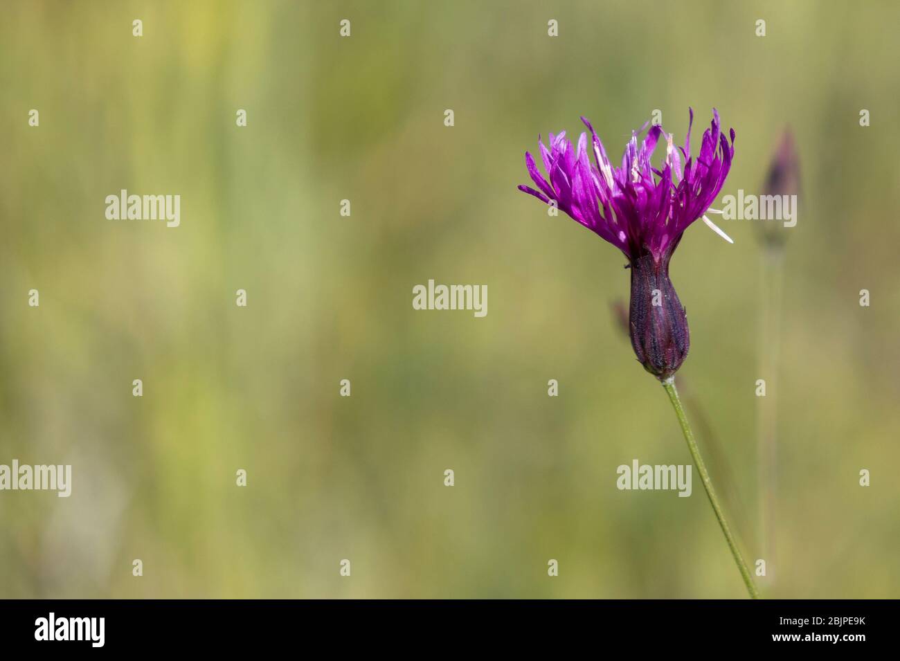 False saw wort, a purple wild flower common in Israel, in a green meadow. A photo with copy space and a shallow depth of field. Stock Photo