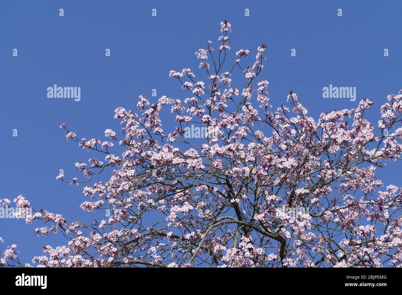 Pink cherry blossoms on tree branches, blue sky Stock Photo - Alamy