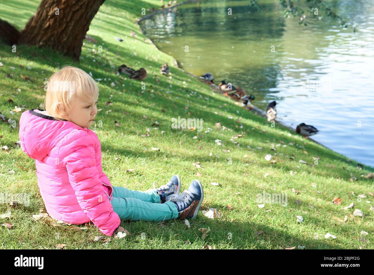 Cute little girl looking at ducks in petting zoo Stock Photo Alamy