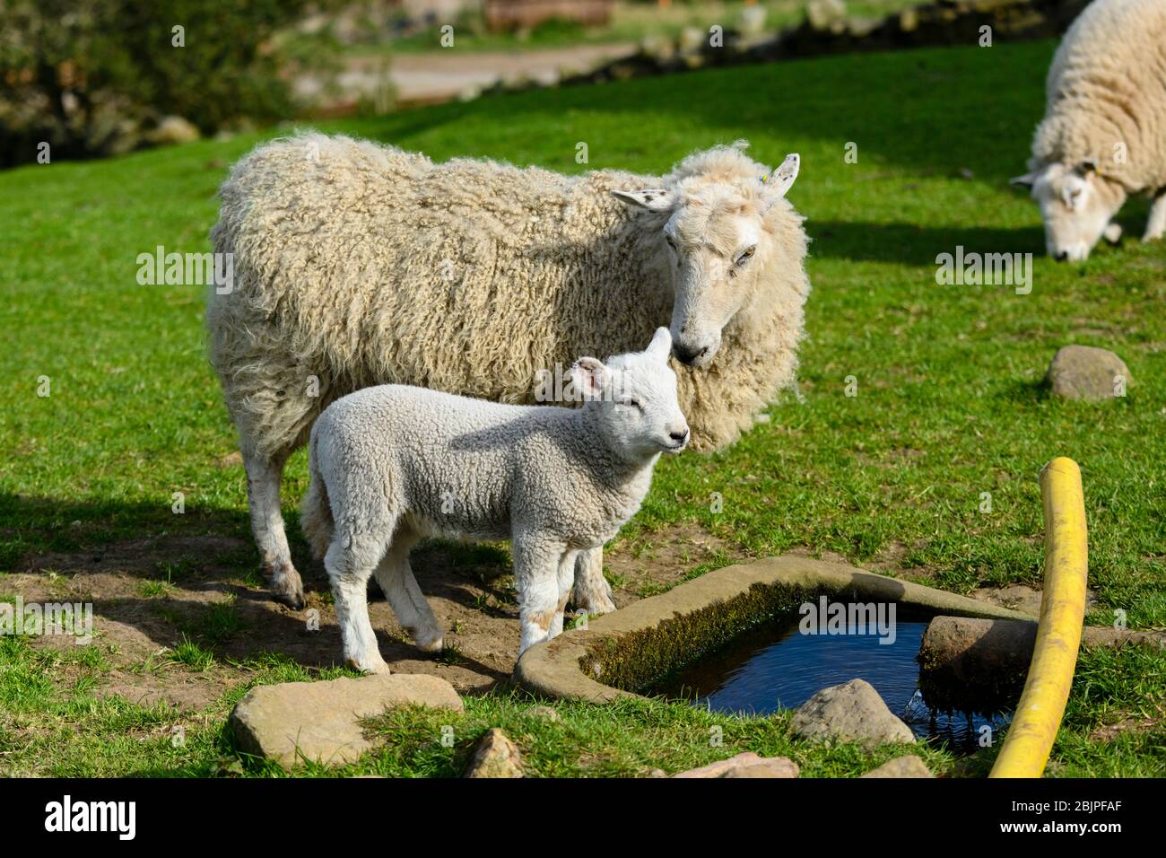 1 caring mule sheep ewe & tiny lamb in spring, standing by water trough in farm field (mother nuzzling cute offspring) - Yorkshire, England, GB, UK. Stock Photo