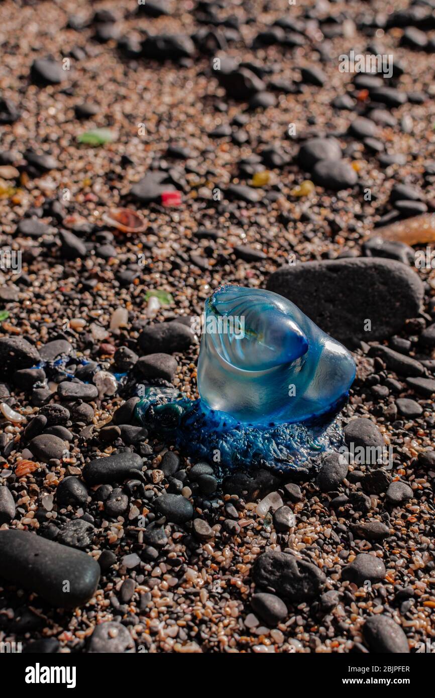 Portuguese Man o' War (Physalia physalis), stranded on beach sand with pebbles Stock Photo