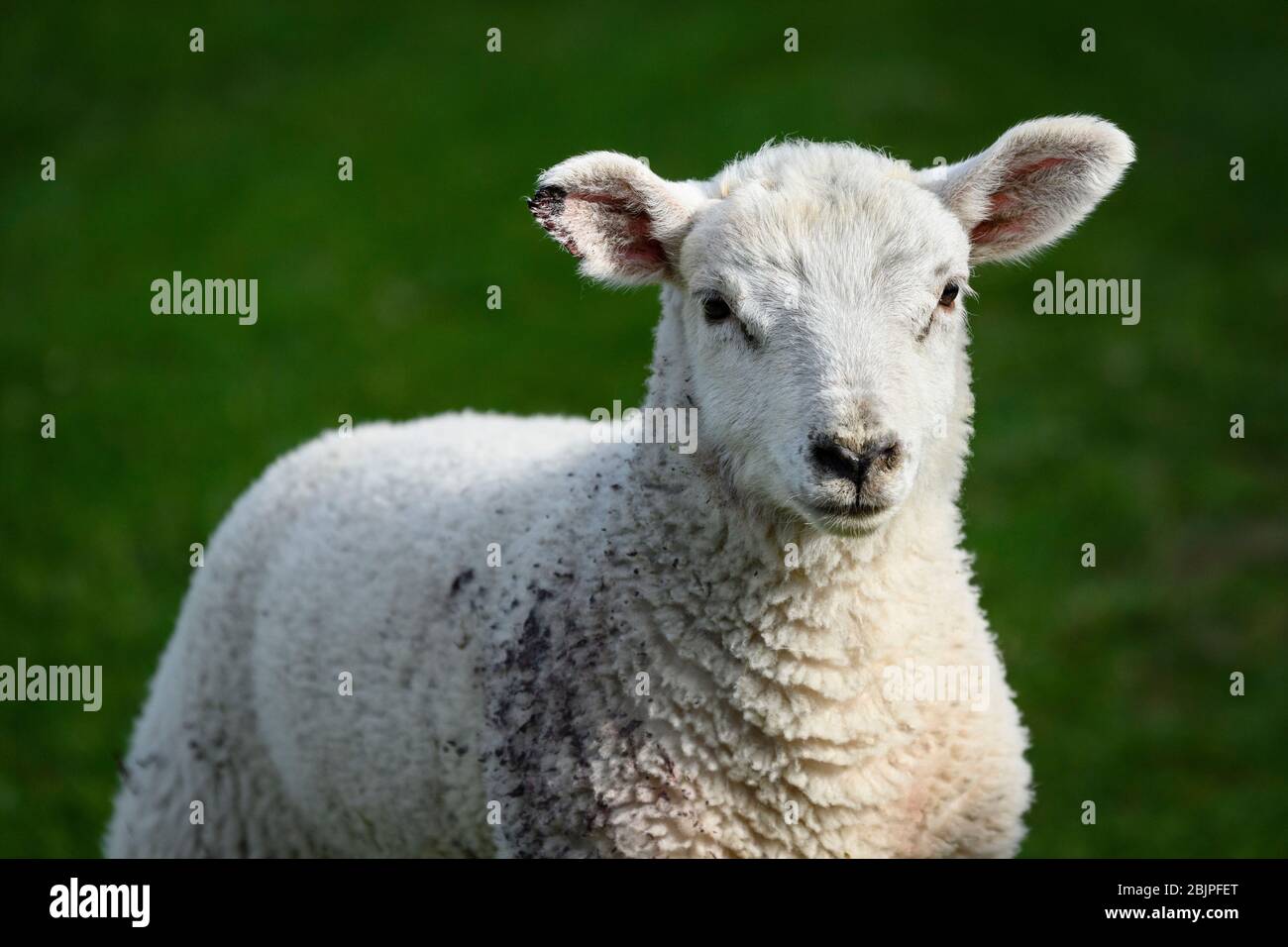 Close up of 1 tiny cute white lamb (head & shoulders) with injury & blood on ear, standing alone in farm field in spring - Yorkshire, England, UK. Stock Photo