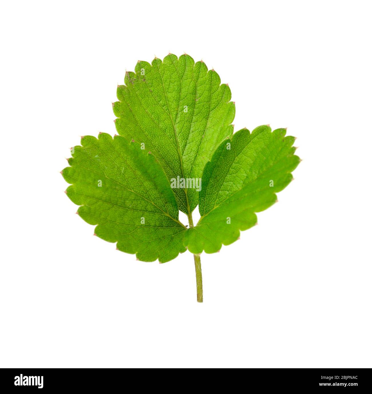 Strawberry leaf, isolated on white Stock Photo Alamy
