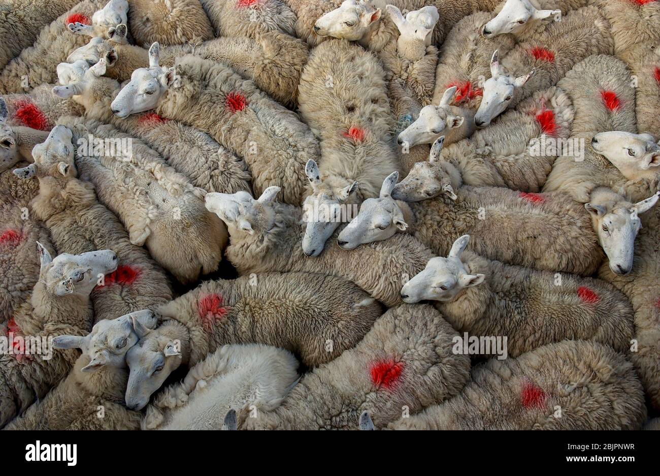Sheep gathered in a pen waiting to be sheared, Isle of Eigg, Inner Hebrides,  Scotland. Stock Photo