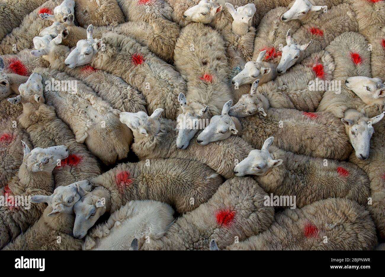 Sheep gathered in a pen waiting to be sheared, Isle of Eigg, Inner Hebrides, Scotland. Stock Photo