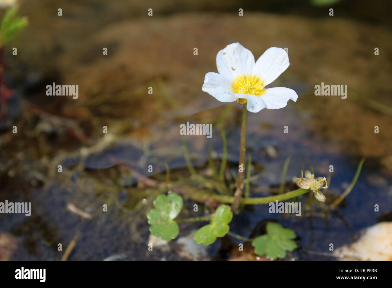 Flower of white water-crowfoot in a small pond. Stock Photo