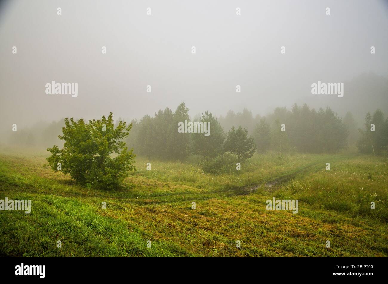 early morning. forest hiding in the fog Stock Photo - Alamy