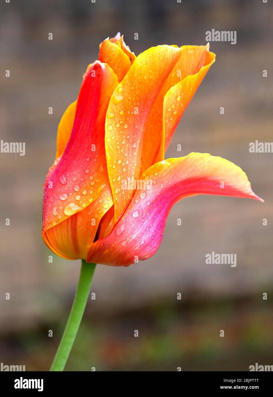 Orange tulip in London garden Stock Photo