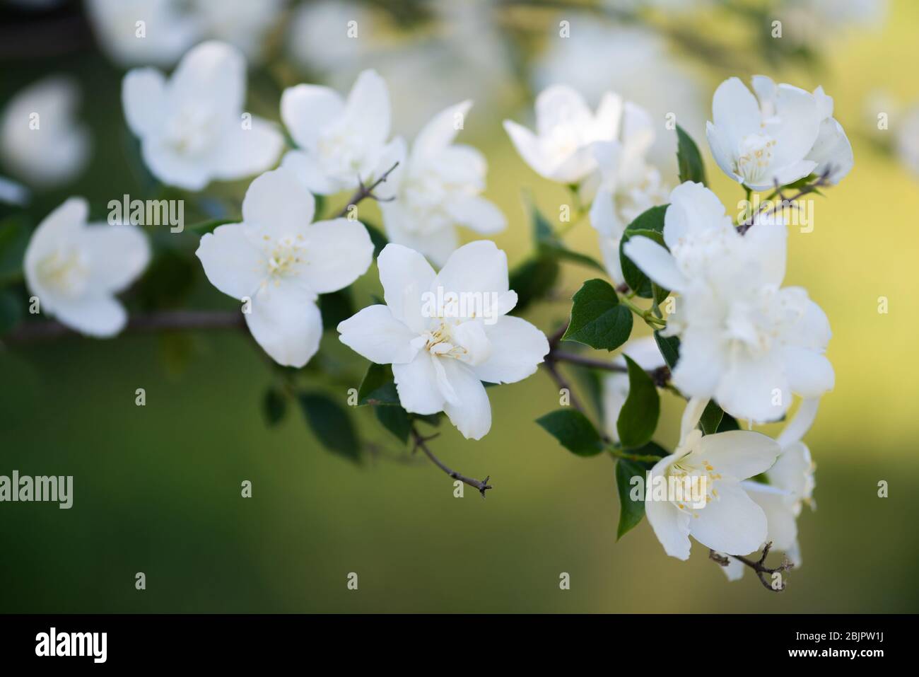 Close up of jasmine flower, beautiful jasmine white flowers Stock