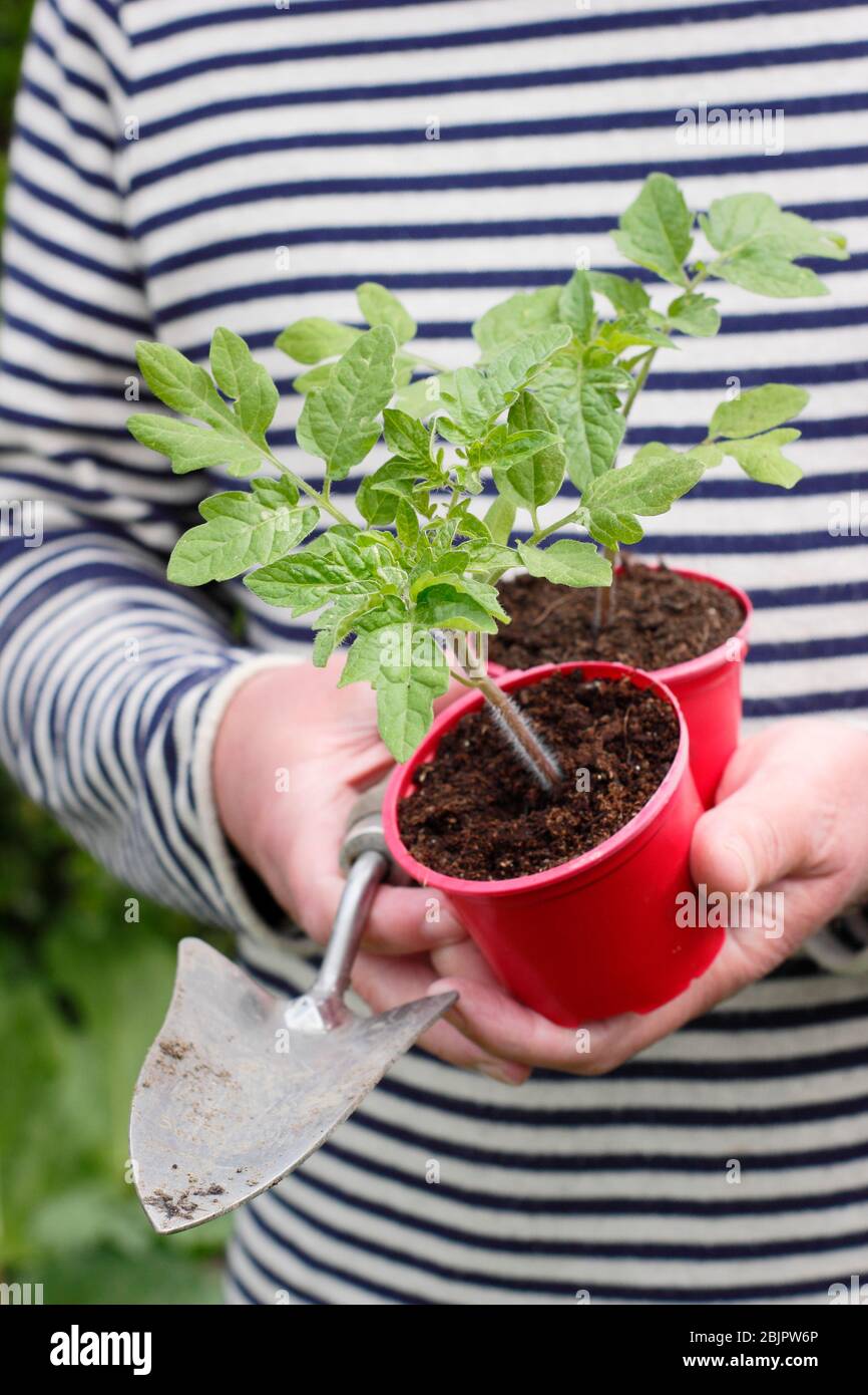 Solanum lycopersicum 'Alicante'. Home grown tomato plants in reused plastic pots ready for transplanting into a larger pot or grow bag. UK Stock Photo