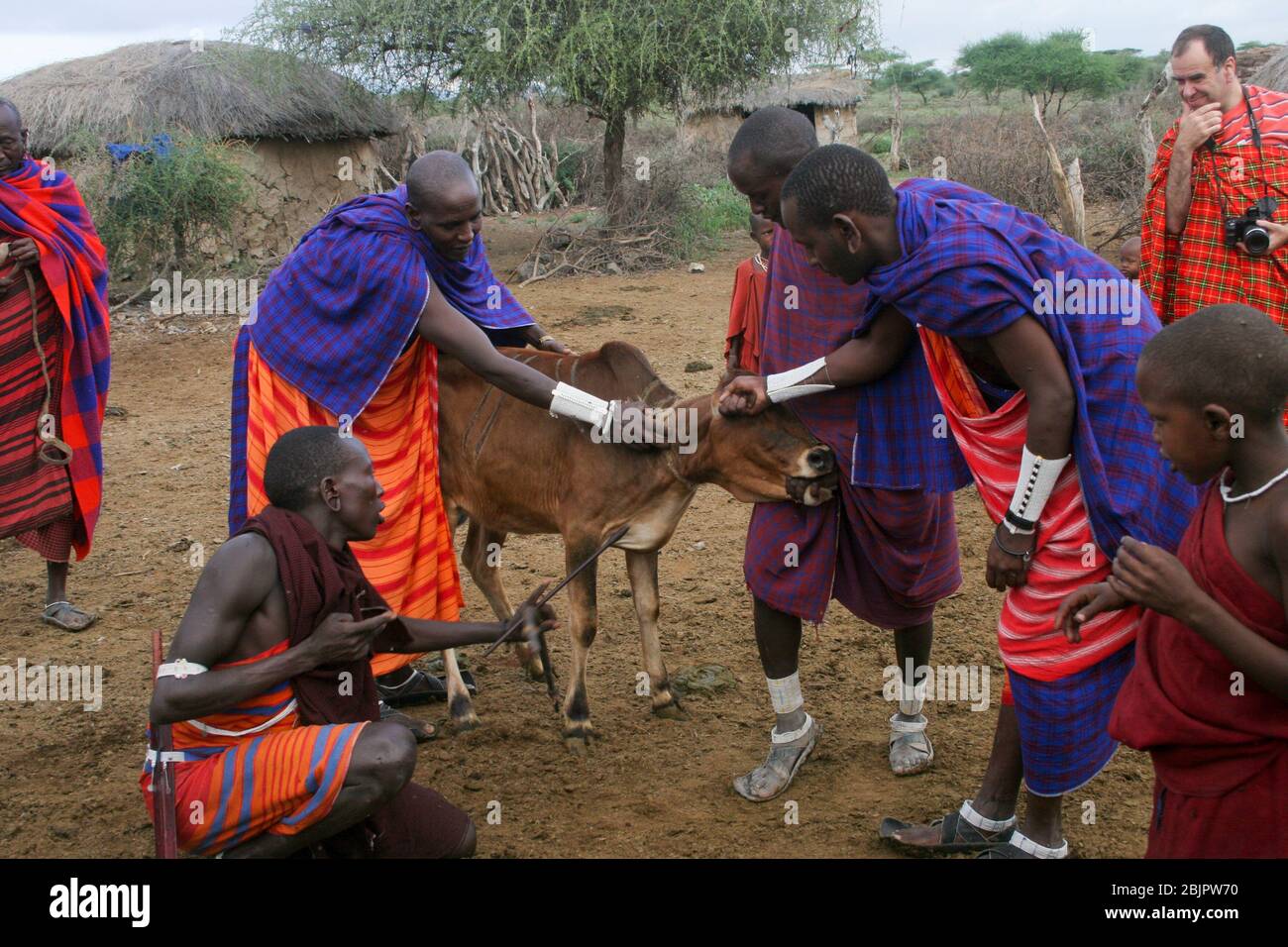 Maasai men bleed a cow to produce the Blood Milk they drink. Maasai is an ethnic group of semi-nomadic people Photographed in Kenya Stock Photo