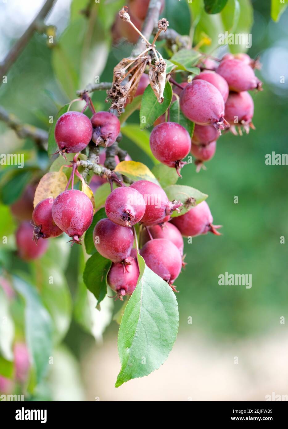 Dark red crab apples growing on a tree. Malus 'Chilko', Chilko crab