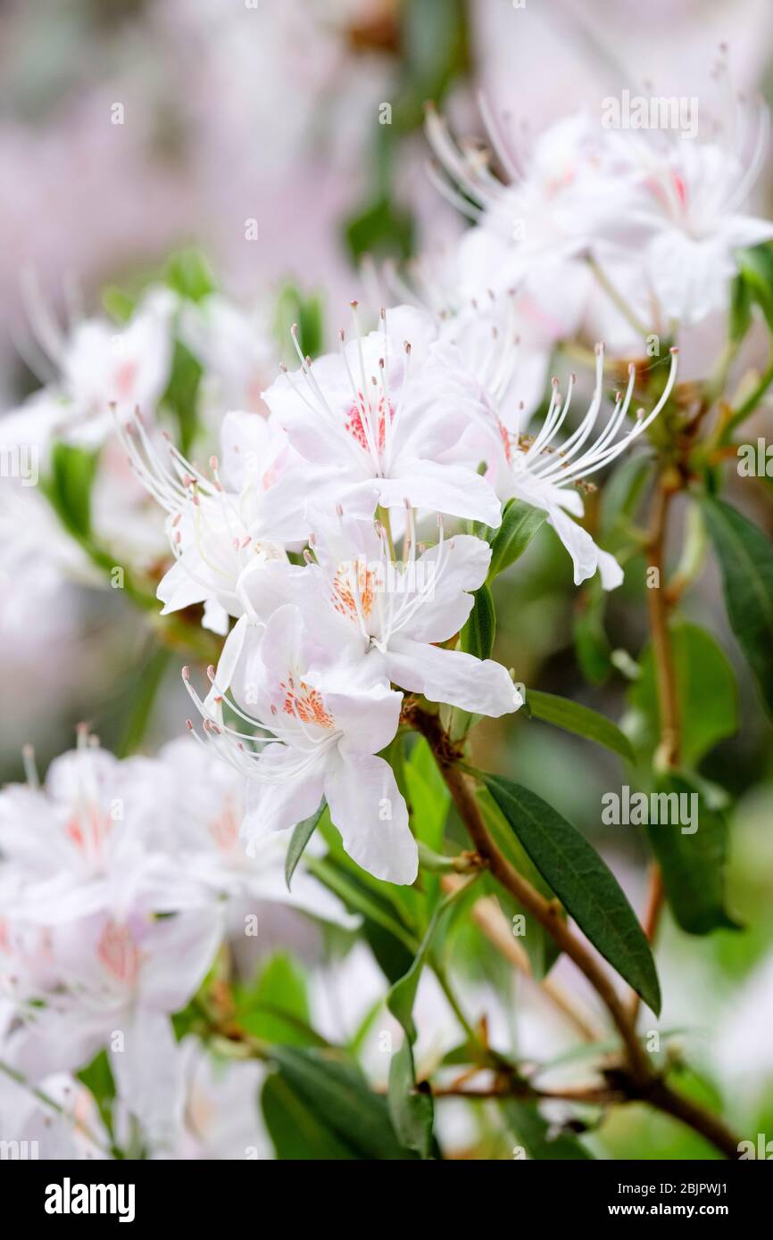 White flowers of rhododendron yunnanense also known as Yunnan rhododendron Stock Photo