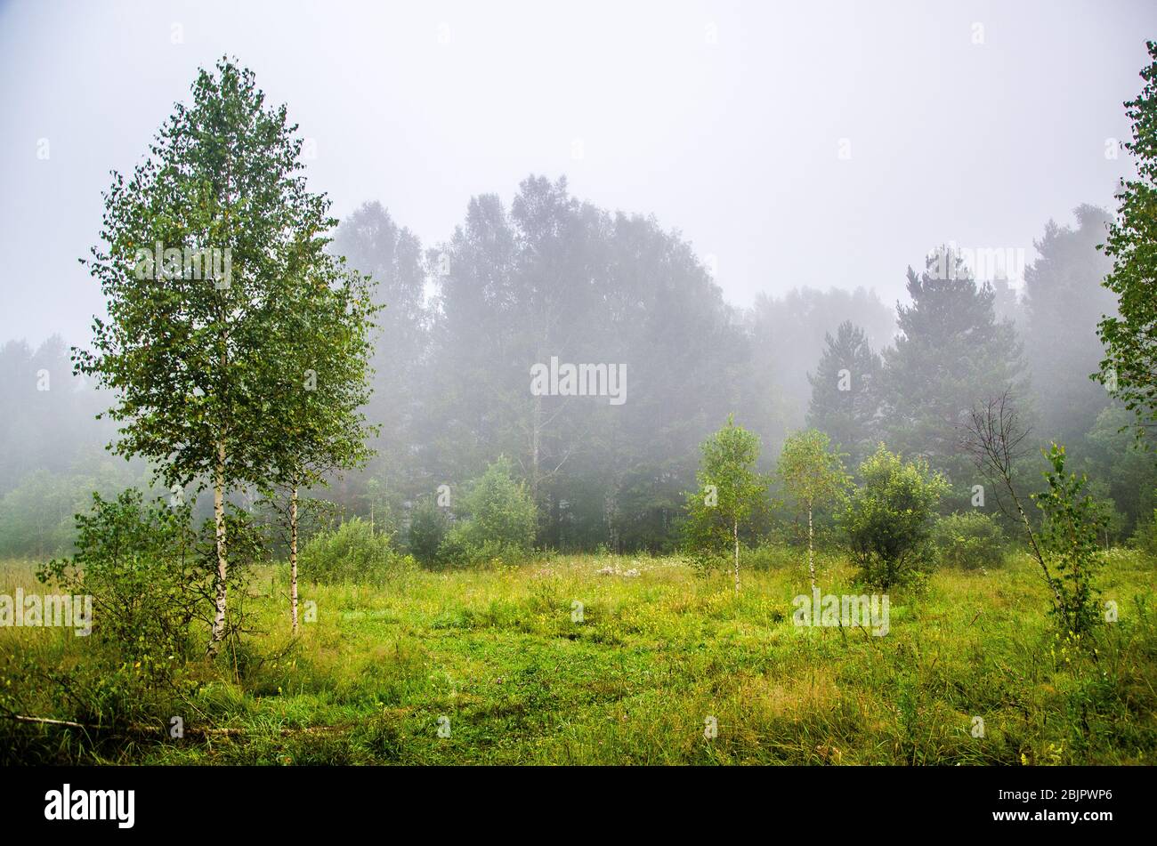 early morning. forest hiding in the fog Stock Photo - Alamy