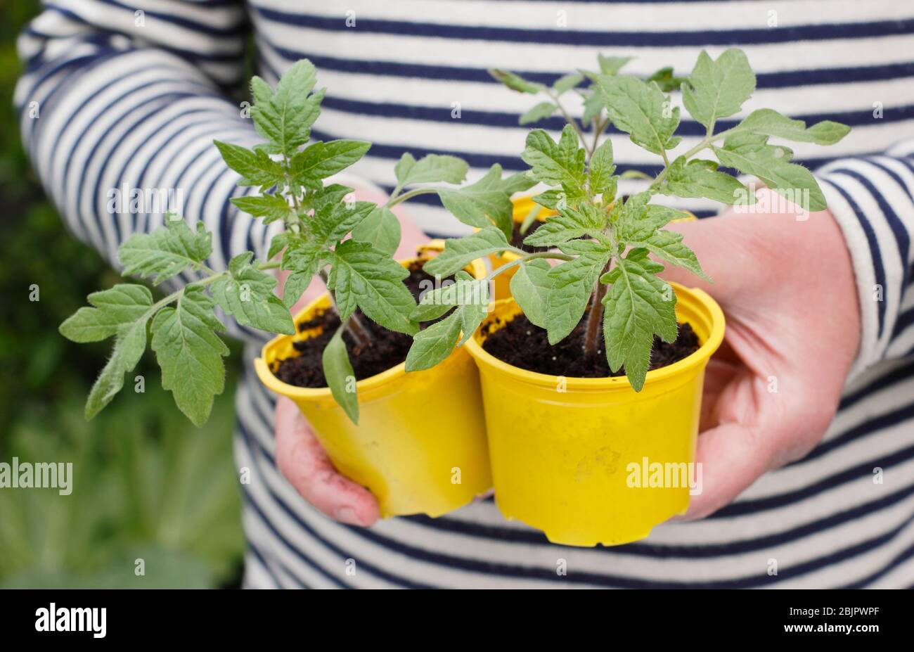 https://c8.alamy.com/comp/2BJPWPF/solanum-lycopersicum-golden-sunrise-young-home-grown-tomato-plants-in-resused-plastic-pots-ready-for-transplanting-into-a-pot-or-grow-bag-uk-2BJPWPF.jpg