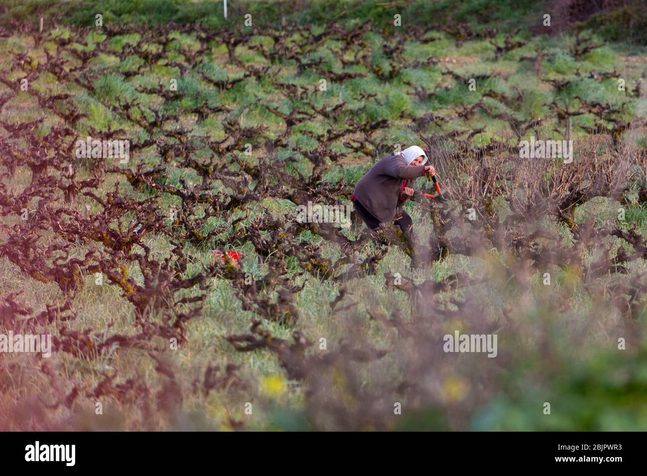 Local woman working in a field pruning, Akamas Heights, Cyprus Stock Photo