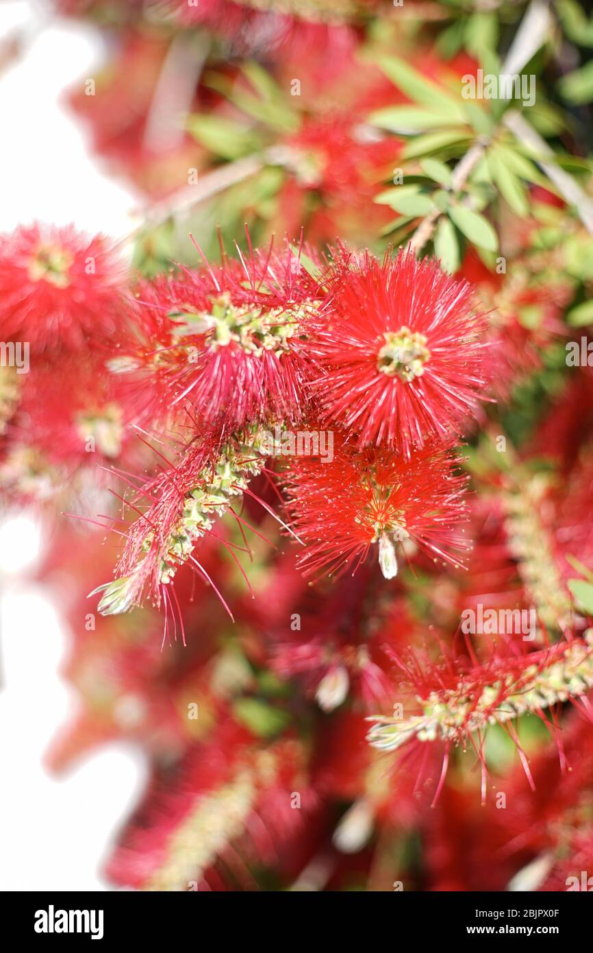 Melaleuca citrina, commonly known as common red, crimson or lemon bottlebrush ,is widely cultivated, not only in Australia, often as a species of Call Stock Photo