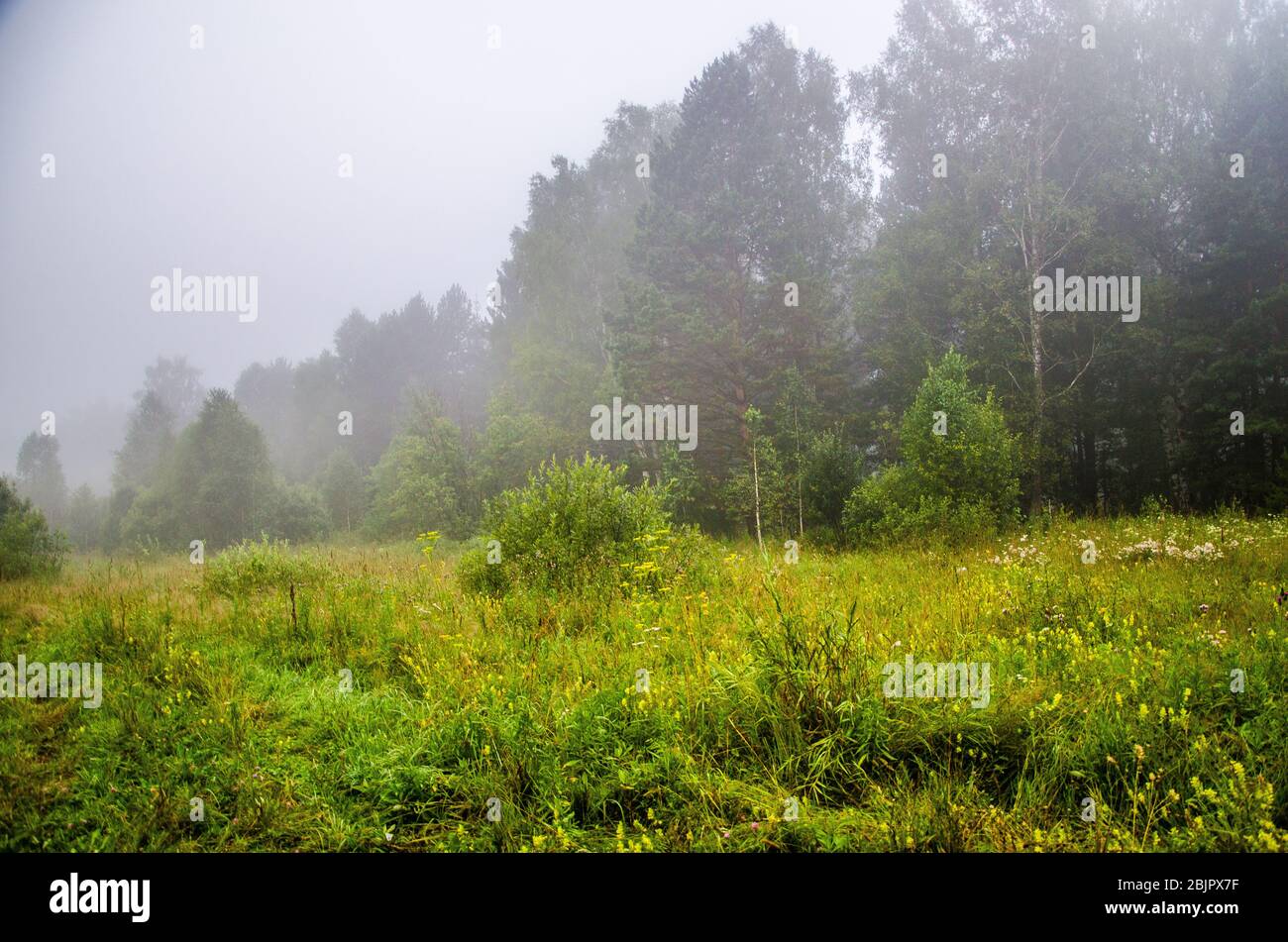 early morning. forest hiding in the fog Stock Photo - Alamy