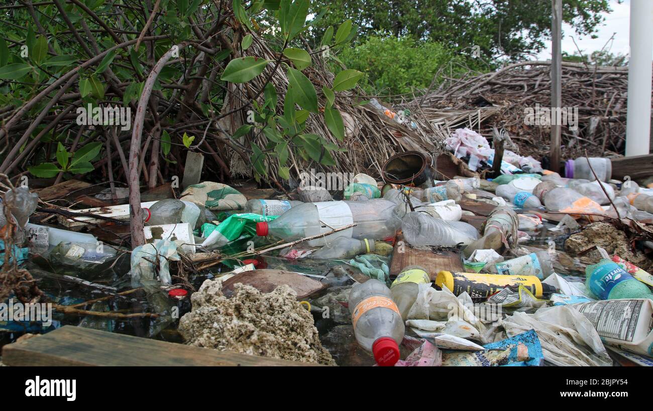 Plastic pollution around the roots of a red mangrove tree (Rhizophora mangle) Stock Photo