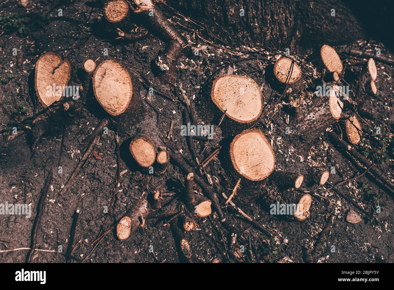 Deforestation, forest clearing. several stumps of trees Stock Photo