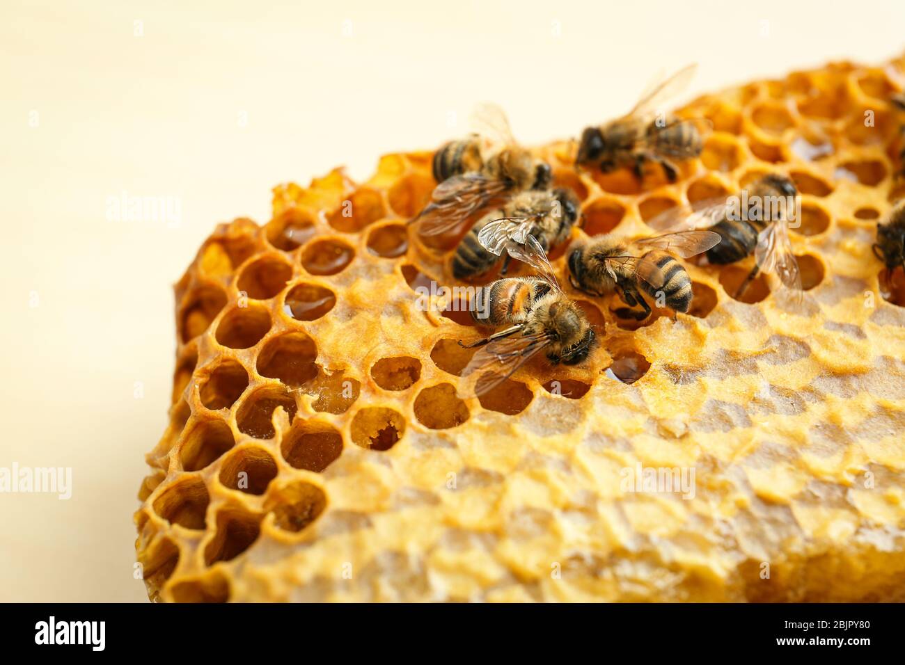 Honeycomb with bees on light background, close up Stock Photo