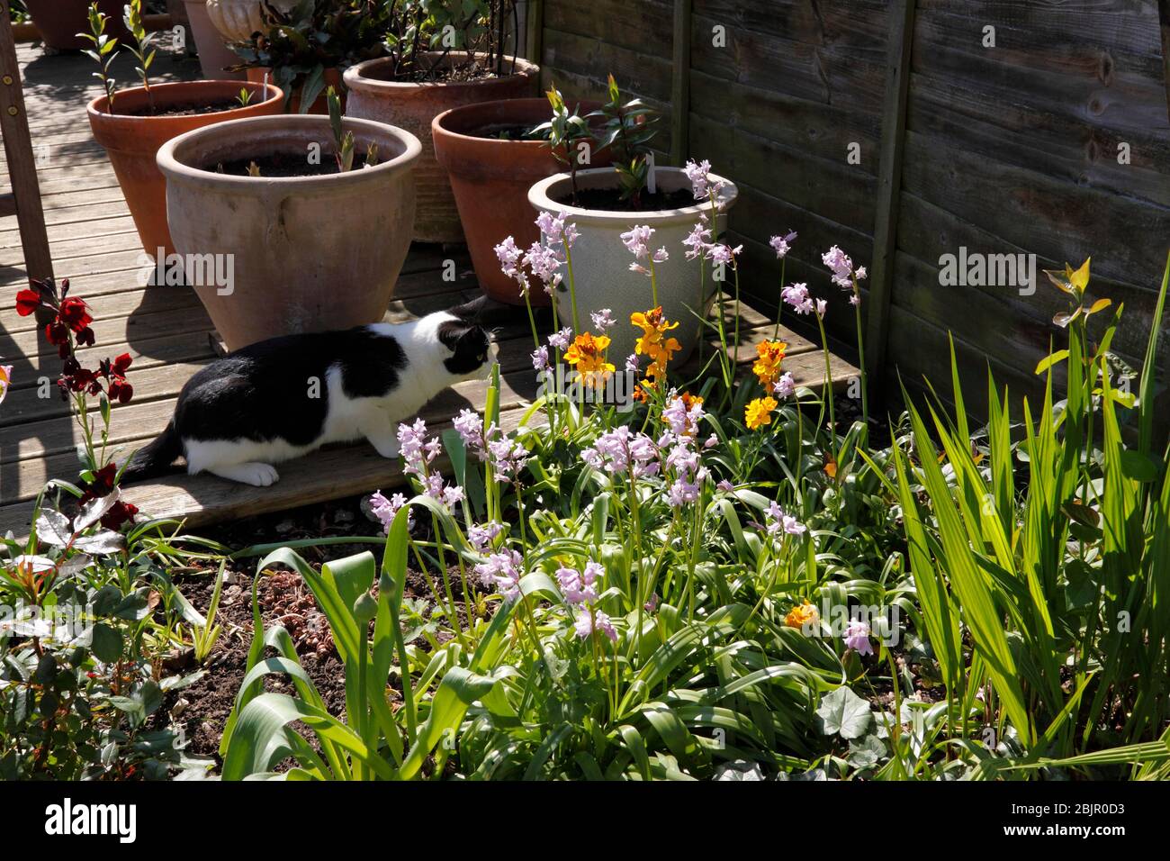 DOMESTIC CAT STALKING PREY Stock Photo - Alamy