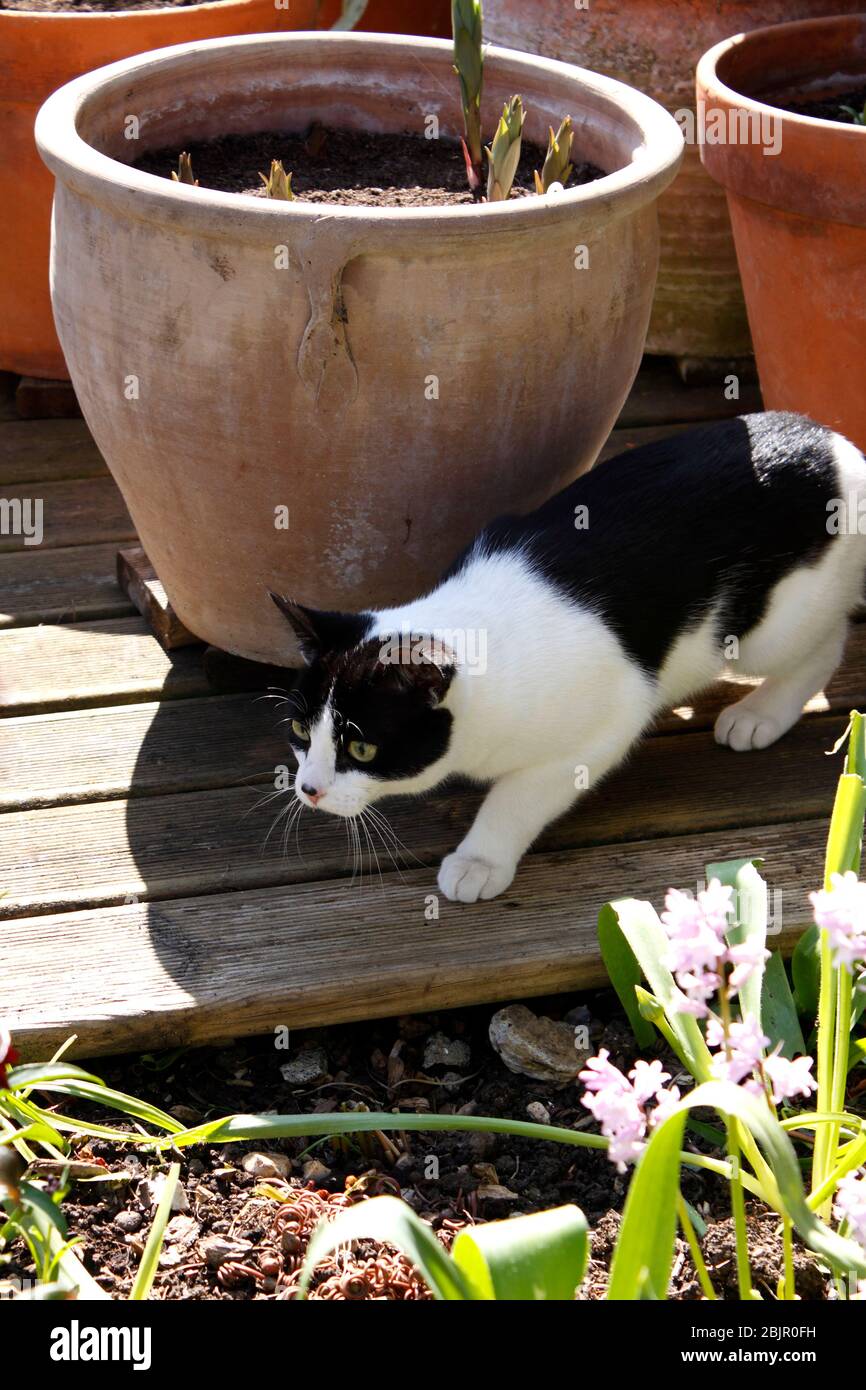 DOMESTIC CAT STALKING PREY Stock Photo - Alamy